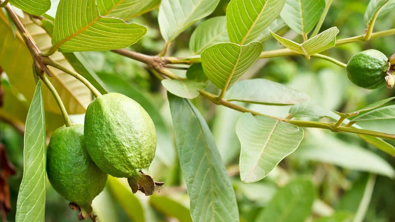 బరువు తగ్గడం: నేటి కాలంలో అధిక బరువు పెద్ద సమస్యగా మారింది. జామ ఆకులతో తయారు చేసిన హెర్బల్ టీ తాగడం వల్ల శరీర మెటబాలిజం పెరుగుతుంది. ఇది శరీరంలోని కొవ్వును వేగంగా కరిగించి, బరువు తగ్గడానికి సహాయపడుతుంది.