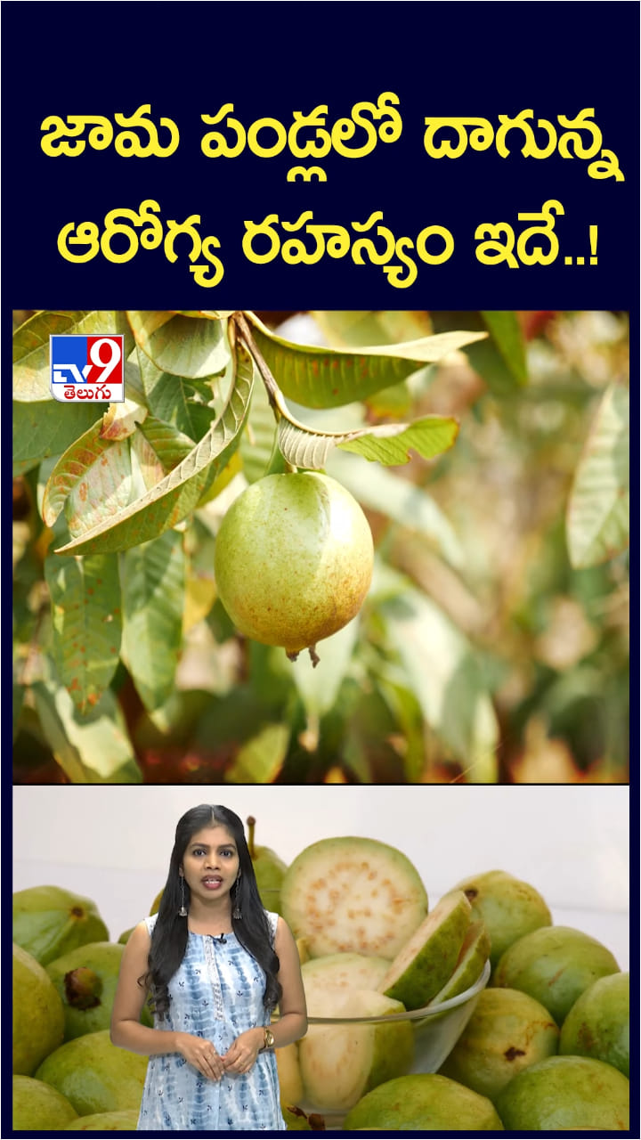 Guava Fruit: జామకాయ తింటే.. ఆరోగ్యానికి మేలు చేసే సీక్రెట్స్..!