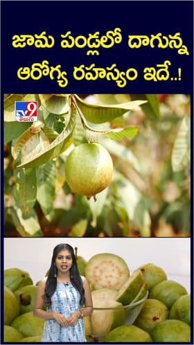 Guava Fruit: జామకాయ తింటే.. ఆరోగ్యానికి మేలు చేసే సీక్రెట్స్..!