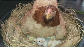 కోడిని పొదిగించేటప్పుడు తీసుకోవాల్సిన జాగ్రత్తలు ఇవే ...