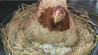 Tirumala: శ్రీవారి భక్తులకు టీటీడీ అలెర్ట్.. జాగ్రత్త సుమీ..