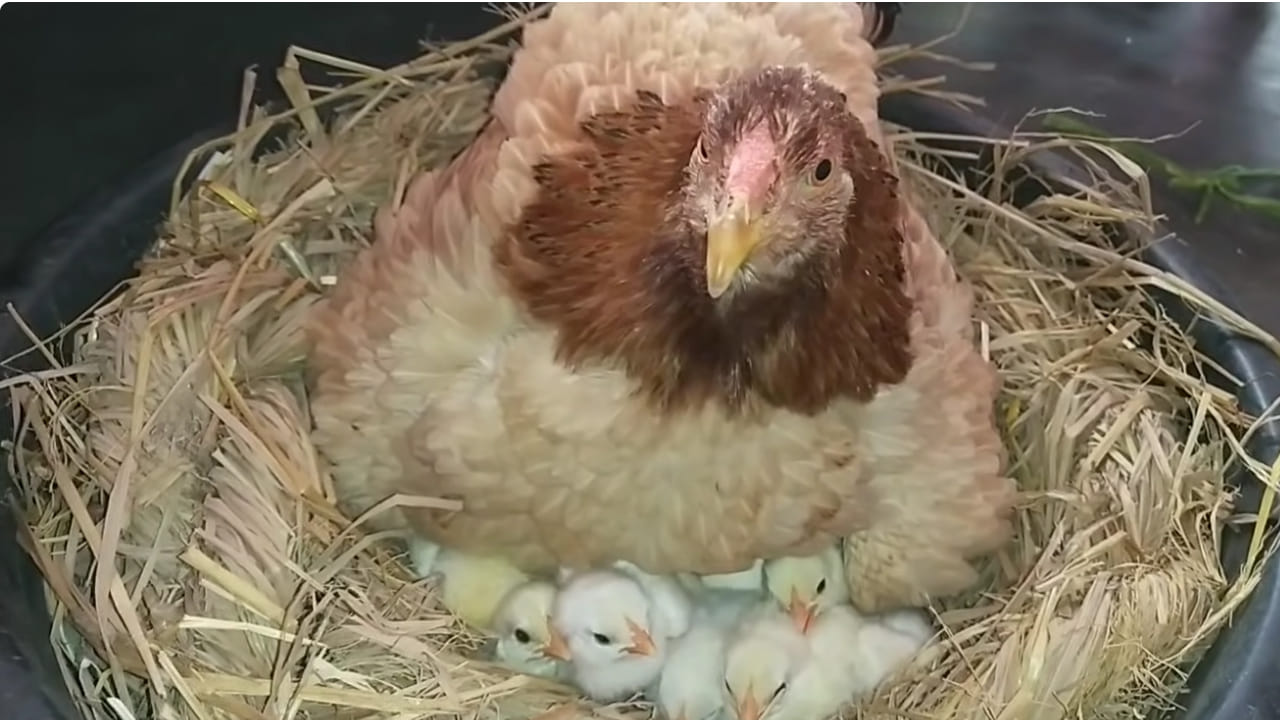 కోడిని పొదిగించేటప్పుడు ఈ జాగ్రత్తలు తప్పనిసరి.. లేదంటే..?