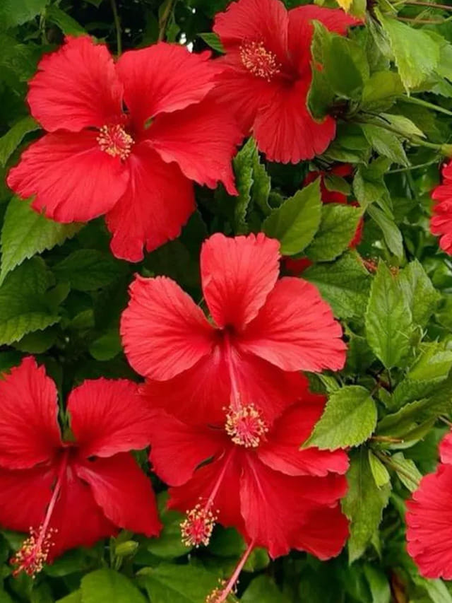 రూపాయి ఖర్చు లేకుండా.. మందారం చెట్టుకు పూలు గుబురుగా పూయాలా?