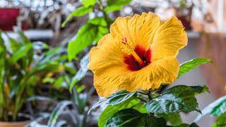 మజ్జిగల్లో ఒక్క స్పూన్‌ ఈ పదార్థాన్ని కలిపి తీసుకున్నారంటే.. బంపర్‌ బెనిఫిట్స్‌.. తెలిస్తే ఎగిరి గంతేస్తారండోయ్..!