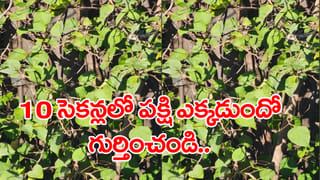 100 రోగాలను నయం చేసే శక్తి దీనికి ఉందని మీకు తెలుసా ?