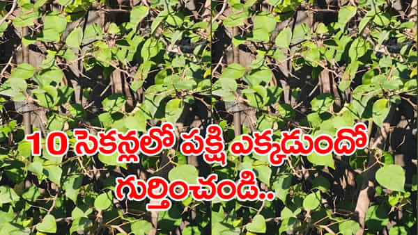 Optical Illusion: మీవి డేగ కళ్లా..? ఐతే ఈ ఫొటోలో పక్షిని 10 సెకన్లలో గుర్తించండి..