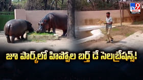 జూ పార్క్‌లో హిప్పోల బర్త్ డే సెలబ్రేషన్స్