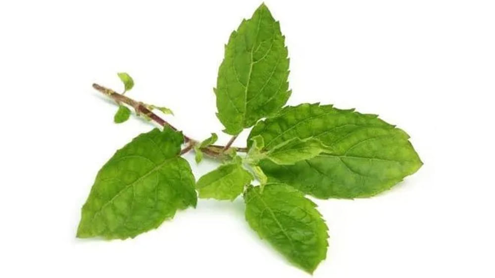 అద్భుతం.. మహాఅద్భుతం.. పరగడుపున 3 తులసి ఆకులు తింటే ఈ రోగాలన్నీ మాయం..