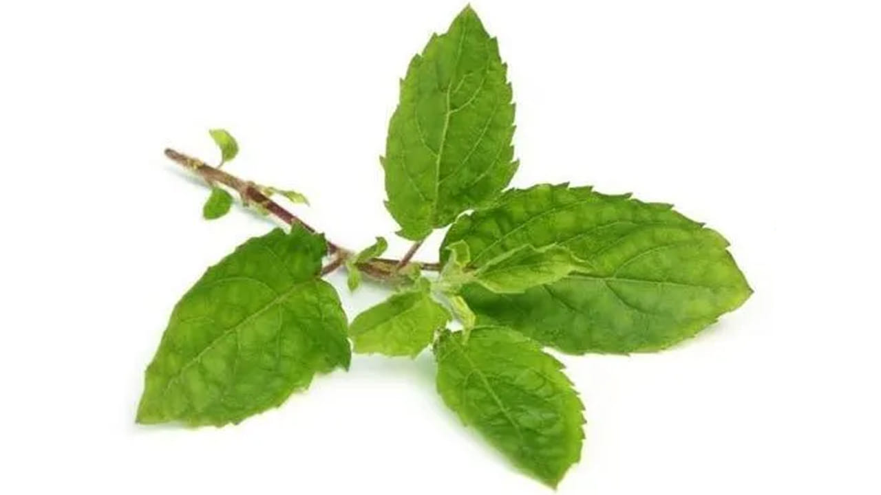అద్భుతం.. మహాఅద్భుతం.. పరగడుపున 3 తులసి ఆకులు తింటే ఈ రోగాలన్నీ మాయం..