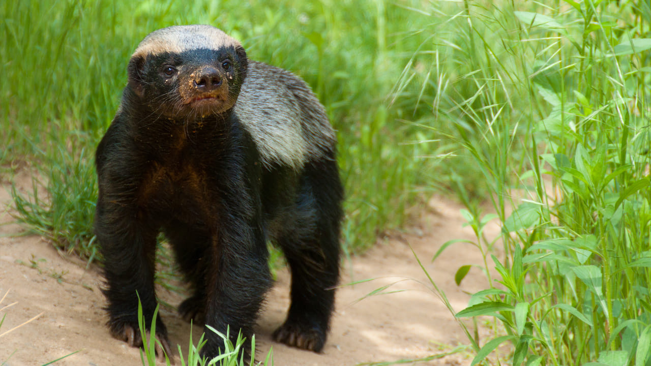 Honey Badger: పాము కరిచినా చావదు.. సింహనికే సుస్సుపోయించే భయపడని జంతువు.. అదేంటంటే.?