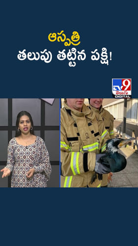 డైరెక్టుగా.. ఆస్పత్రి తలుపు తట్టిన పక్షి..