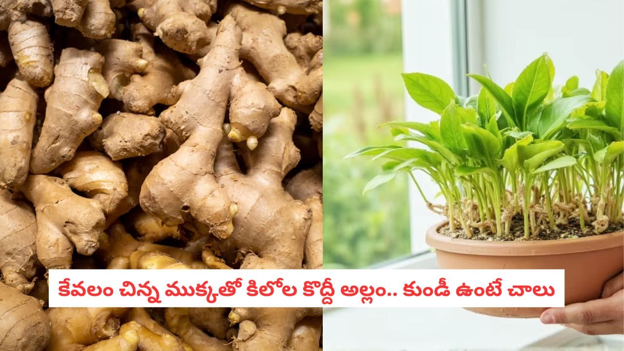 Organic Ginger: వార్నీ.. అల్లం పండించడం ఇంత తేలికా? మీ బాల్కనీలో ఒక చిన్న కుండీ ఉంటే చాలు!