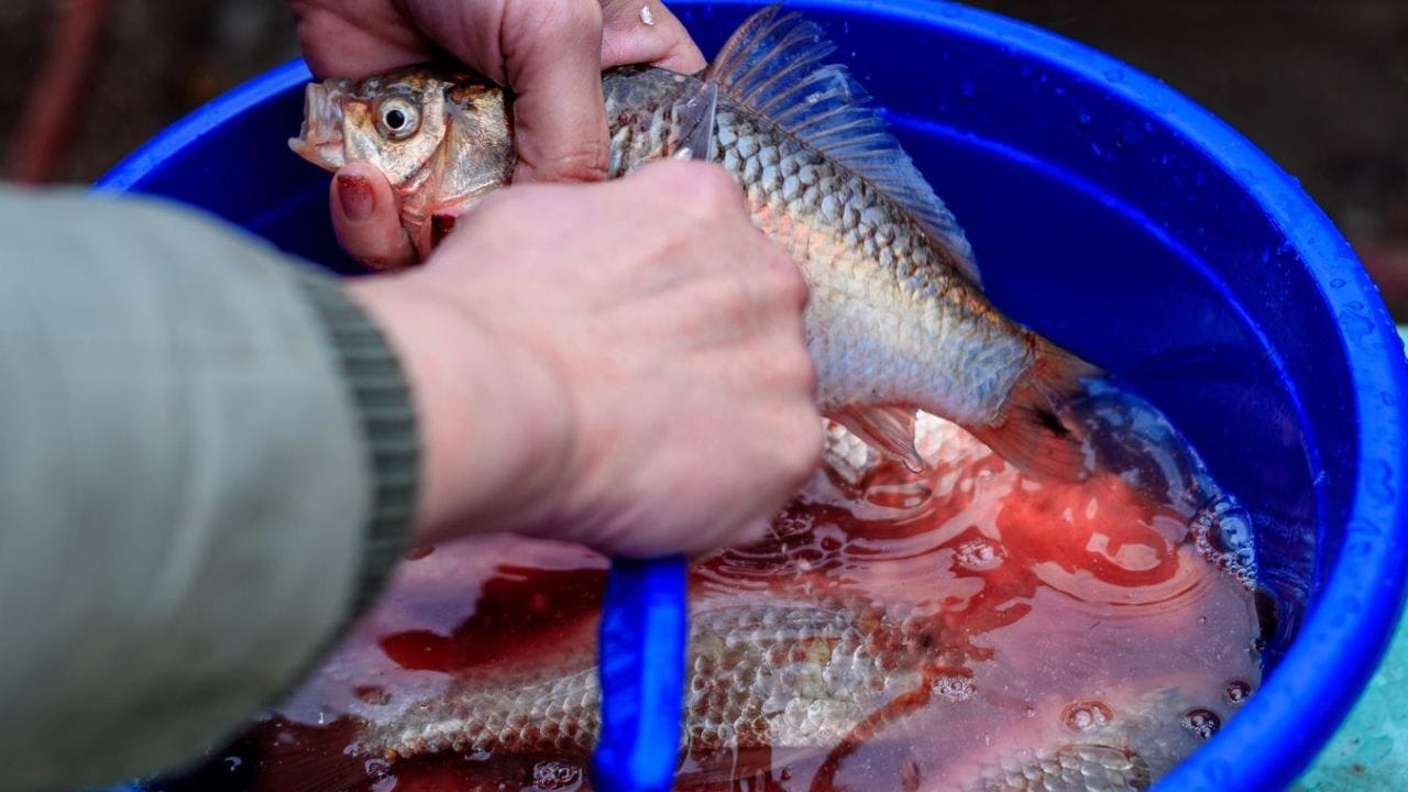 Fish Cleaning Tips: చేపల వాసనతో ఇబ్బందా.. ఇలా శుభ్రం చేస్తే క్షణాల్లో స్మెల్ మాయమవ్వాల్సిందే!