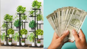 ఈ ఐదు మొక్కలు మీ ఇంట్లో ఉంటే.. సంతోషం, సంపదకు తిరుగులేనట్టే!