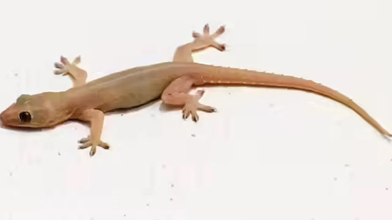 లక్షణాలు ఎలా ఉంటాయి? : బల్లి కరిచినప్పుడు ప్రభావిత ప్రాంతంలో  కొన్ని లక్షణాలు కనిపిస్తాయి. తీవ్రమైన నొప్పి, మంట, దురద, వాపు రావడం, శరీరం ఇన్ఫెక్షన్‌కు గురైతే వికారం, వాంతులు, జ్వరం వంటి సమస్యలు వస్తాయి.