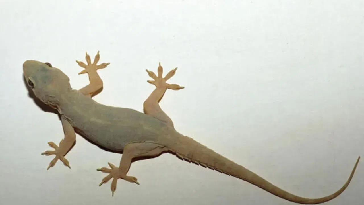 హిందూ ధర్మశాస్త్రాల ప్రకారం, జంతువులు, కీటకాలు మనకు కనిపించే విధానాన్ని బట్టి కొన్ని శకునాలు ఉంటాయని నమ్ముతారు. శకున శాస్త్రం ప్రకారం, ఉదయం నిద్రలేవగానే గోడపై ఉన్న బల్లిని చూడటం చాలా మంచిది. ఇది మీరు చేపట్టబోయే పనుల్లో విజయం లభిస్తుందని చెప్పడానికి ఒక సూచన.