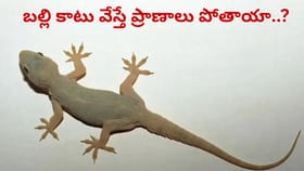 బల్లికి విషం ఉంటుందా.. ఉండదా..? అపొహలు కాదు వాస్తవాలు తెలుసుకోండి