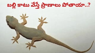 చికెన్ కుర్మా ఇలా చేస్తే.. పక్కింటోళ్ళు కూడా మీ ఇంట్లో వాలిపోతారు?