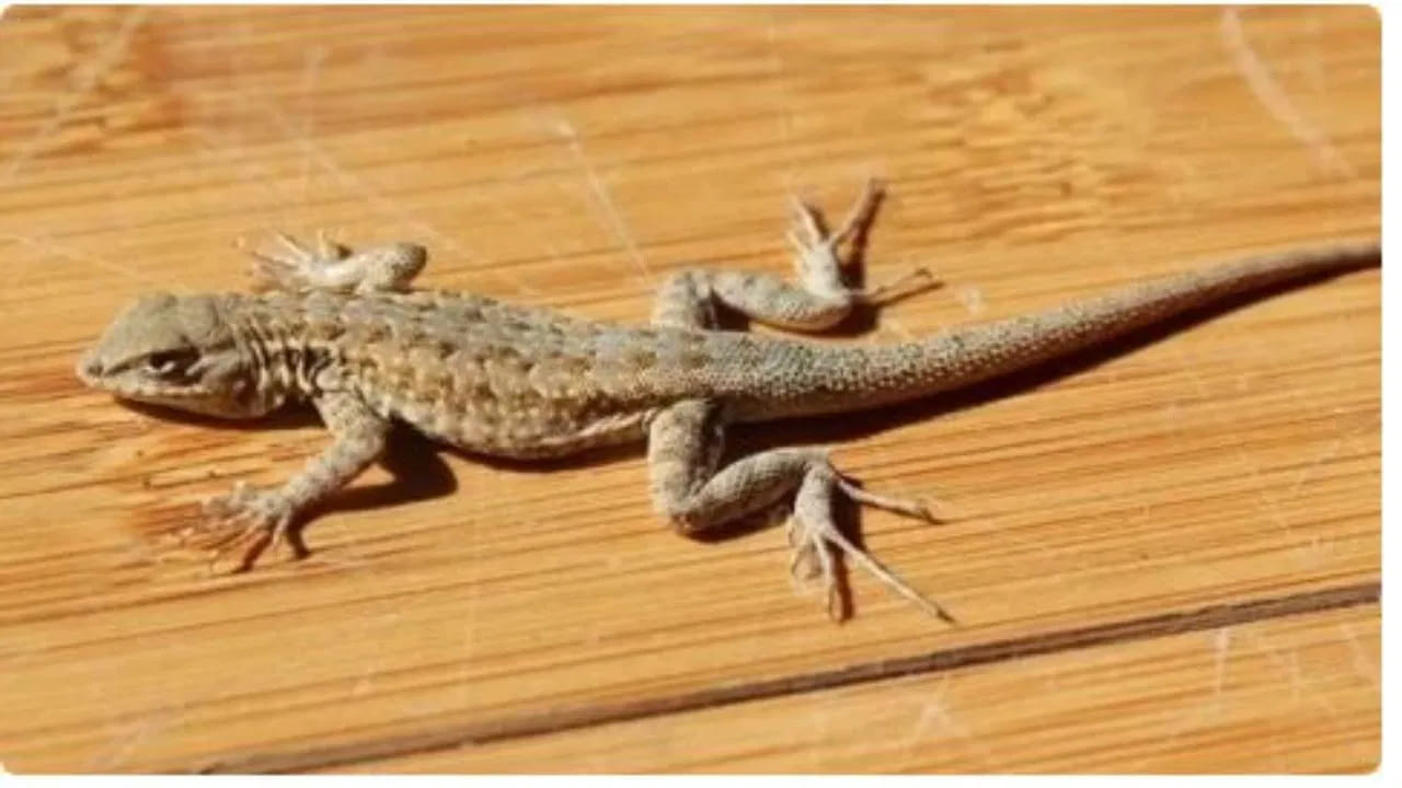 నిజానికి మన ఇళ్లలో తిరిగే సాధారణ బల్లులు విషపూరితమైనవి కావు. బల్లి కాటు సాధారణంగా ప్రాణాంతకం కాదు. కానీ వాటి నోటిలో ఉండే బ్యాక్టీరియా వల్ల ఇన్ఫెక్షన్ సోకే ప్రమాదం ఉంది. బల్లి కరిచినప్పుడు ఆ బ్యాక్టీరియా చర్మంలోకి ప్రవేశించి కొన్ని ఆరోగ్య సమస్యలకు దారితీస్తుంది.
