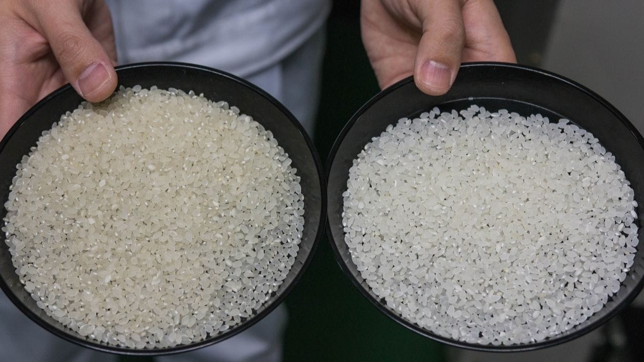 Japanese Kinmemai Rice