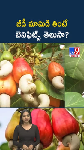 Cashew Fruit: జీడీ మామిడి తింటే బెనిఫిట్స్ తెలుసా?