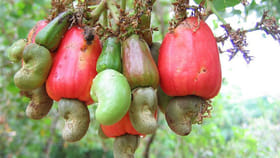 జీడీ మామిడి తింటే బెనిఫిట్స్ ఇవే..