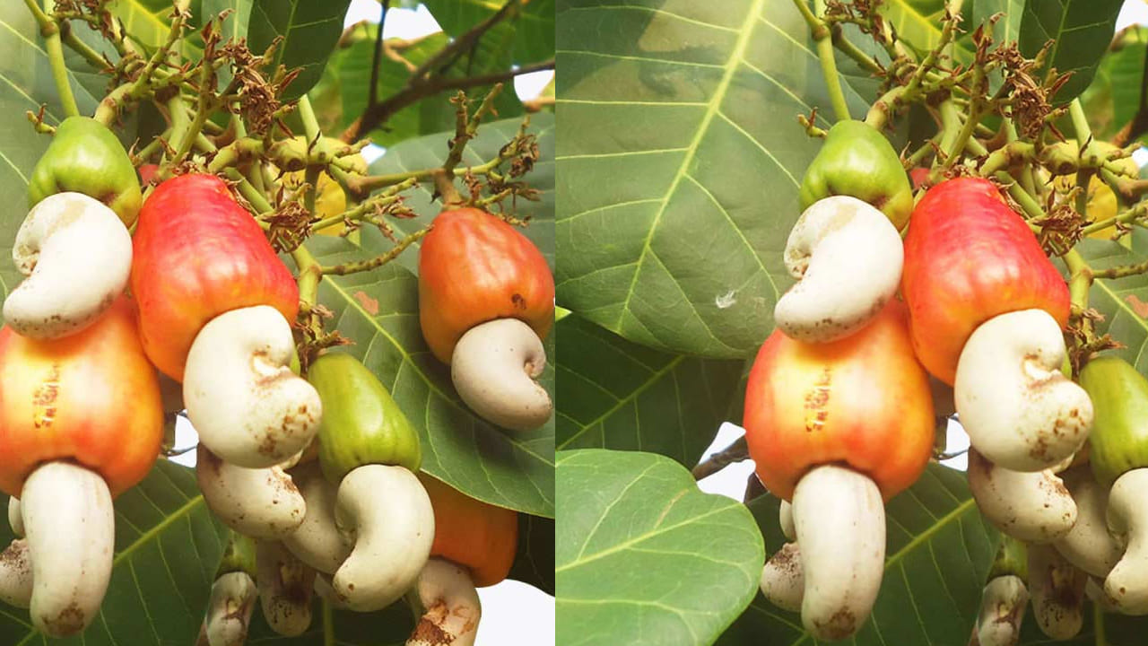 ఇమ్యూనిటీ పవర్ : జీడిమామిడిలో ఉండే పోషకాలు యాంటీఆక్సిడెంట్లు ఇమ్యూనిటీ పవర్ ను పెంచుతాయి. కాబట్టి, మామిడి కాయలతో పాటు వీటిని కూడా తినండి. 
