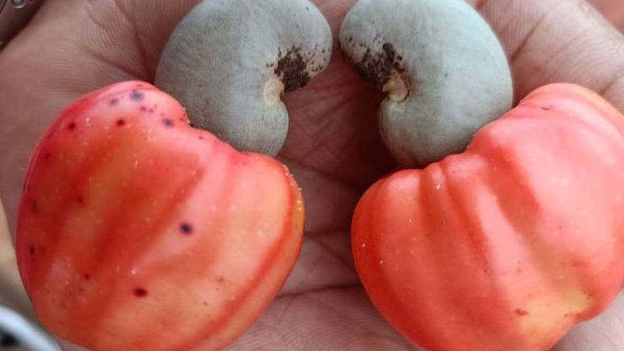 చర్మ సమస్యలు: ఇంకా చర్మ సమస్యలతో బాధ పడే వారికీ ఇది సూపర్ మెడిసిన్ అని చెప్పాలి. (NOTE: ఇందులోని అంశాలు కేవలం అవగాహన కోసం మాత్రమే. నిపుణులు అందించిన సమాచారం ప్రకారం ఇక్కడ తెలియజేయడమైనది. ఆరోగ్యరీత్యా ఎలాంటి సమస్యలు ఉన్నానేరుగా వైద్య నిపుణులను సంప్రదించడం మంచిది)
