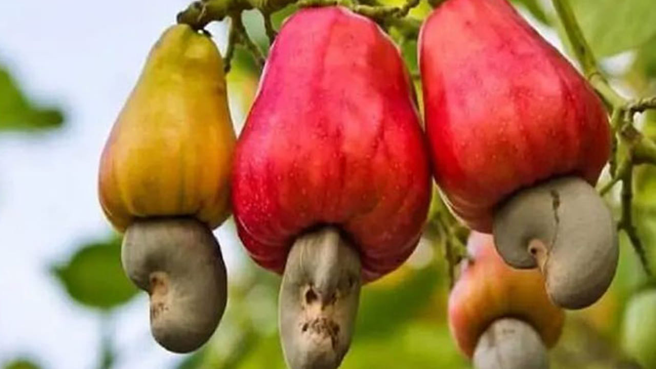 గుండె ఆరోగ్యం: జీడిమామిడిలో ఉండే పోషకాలు చెడు కొలెస్ట్రాల్ ను తగ్గిస్తాయి. అలాగే ఇది  గుండె జబ్బులు నుంచి కాపాడుతుంది. బ్లడ్ లో షుగర్ లెవెల్స్ కూడా పెరగకుండా ఉంటాయి.  