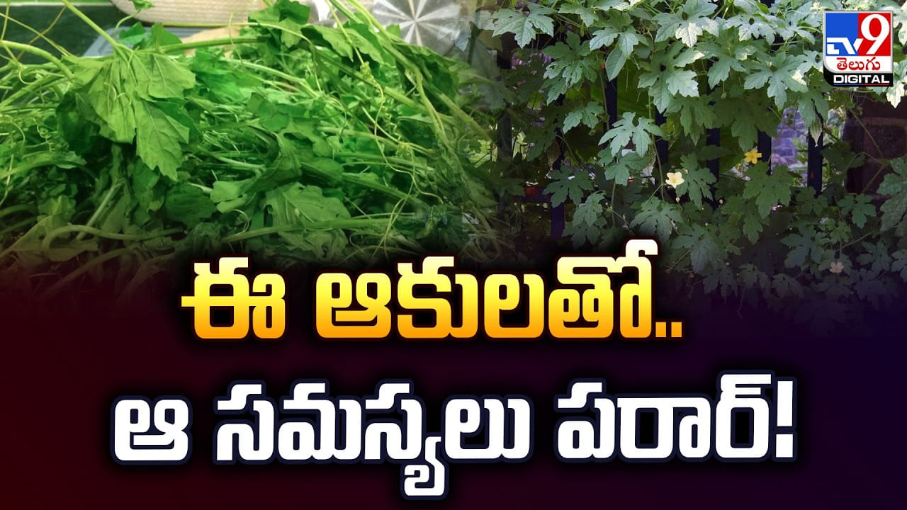 ఈ ఆకులతో అద్భుత ప్రయోజనాలు.. ఆ సమస్యలు పరార్! ఈ ఆకులతో అద్భుత ప్రయోజనాలు.. ఆ సమస్యలు పరార్!
