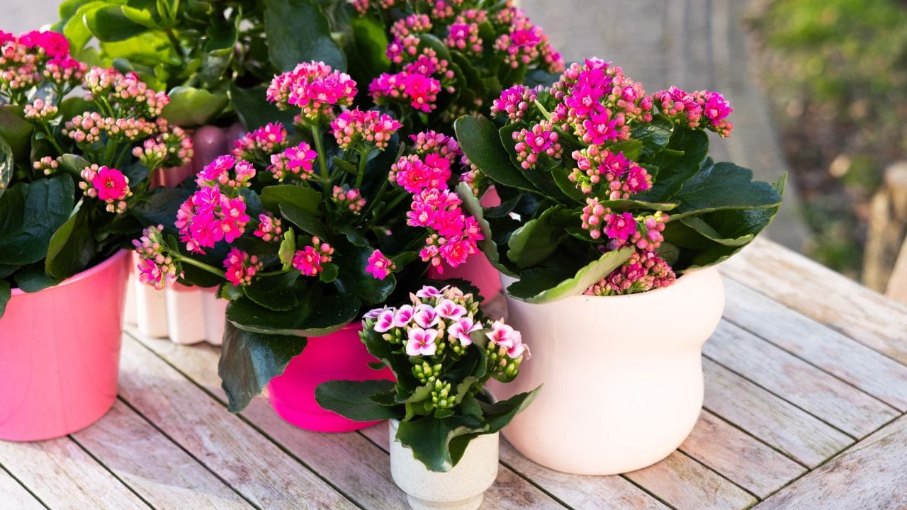 కలాంచో: ఇది ఒక అందమైన పుష్పించే మొక్క, ఇది ఇంటి అందాన్ని పెంచడమే కాకుండా సానుకూల శక్తికి చిహ్నంగా కూడా పరిగణించబడుతుంది. దీని చిన్న, రంగురంగుల పువ్వులు ఇంట్లో ఆహ్లాదకరమైన వాతావరణాన్ని సృష్టిస్తాయి. వాస్తు ప్రకారం, ఇంట్లో దీన్ని ఉంచడం వల్ల శాంతి, ఆనందం పెంపొందుతాయి. అలాగే ఆర్థిక సమస్యలు కూడా తొగిపోతాయి.(Note: పైన పేర్కొన్న అంశాలు కేవలం ఇంటర్నెట్, నివేదికల ఆధారంగా మాత్రమే అందించబడినవి.. వీటిని టీవీ9 దృవీకరించట్లేదు.)