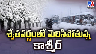 అది పులి కాదురా బాబూ.. పిల్లి రా అయ్యా..