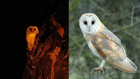 వలస పక్షుల స్వర్గధామం కవ్వాల్... ఇప్పుడు భయపెడుతున్న గుడ్లగూబలు!