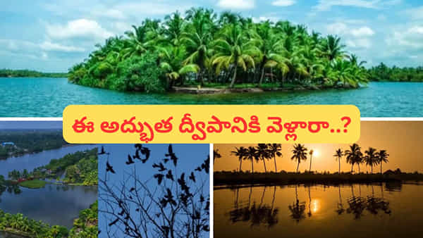 పర్యాటకుల స్వర్గధామం.. కాకుల ద్వీపం..! మనదేశంలోనే ఎక్కడ ఉందో తెలుసా..?