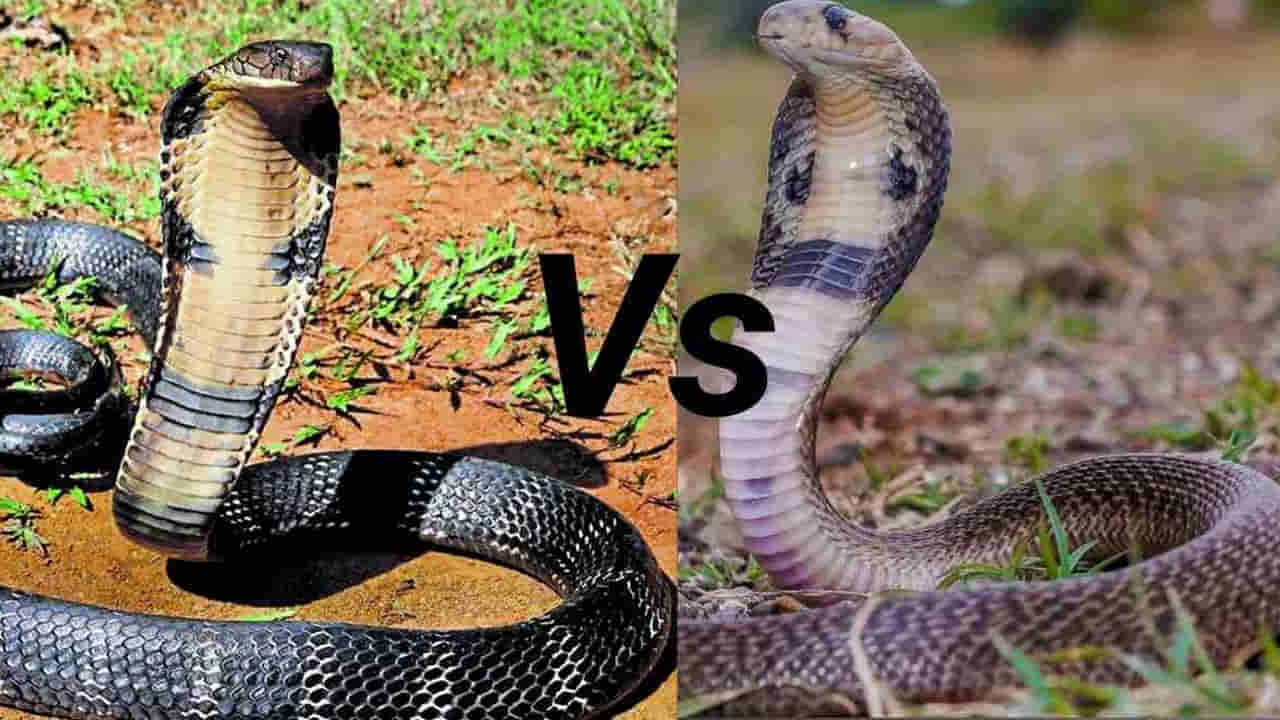 King Cobra Vs Cobra: కింగ్ కోబ్రా వర్సెస్ కోబ్రా.. ఏది యమా డేంజర్.. ఎవ్వరికీ తెలియని నిజం