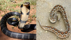 కింగ్ కోబ్రా Vs రక్త పింజర: ఏది ఎక్కువ ప్రమాదకరం..?