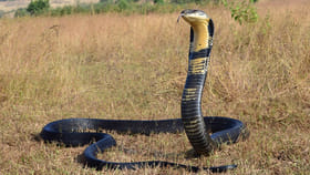 ఇది తెలుసా.! మిగతా పాములతో పోలిస్తే కింగ్ కోబ్రా ఇందుకే స్పెషల్..