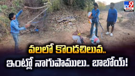 వలలో కొండచిలువ.. ఇంట్లో నాగుపాములు..బాబోయ్‌!