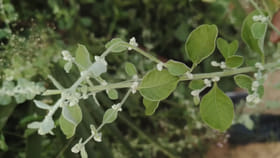 కొండ పిండి కూర.. తిన్నారంటే అద్భుతమే...