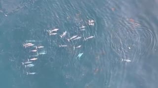 జాగ్రత్త.. ఇవి సాధారణ మొక్కలు కావు.. మాంసాహారులు! దగ్గరికి వచ్చినదాన్ని అమాంతంగా మింగేసే భయంకర జాతులు..