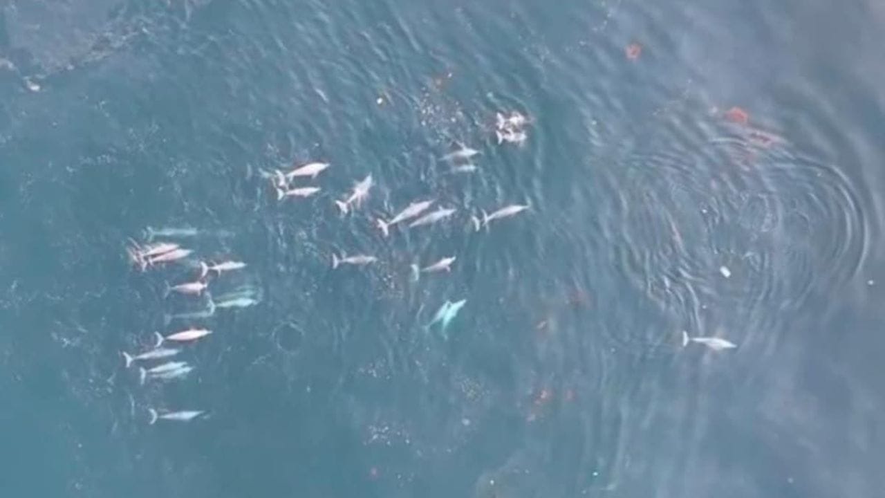 Viral Video: వావ్.. కళ్లు చెదిరేలా ఉంది భయ్యా.. సముద్రం తీరంలో డాల్ఫిన్ల గుంపు కనువిందు!