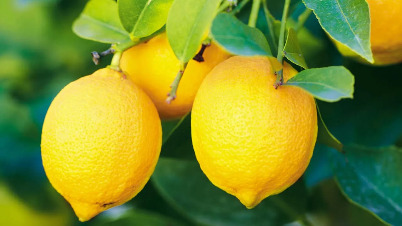 నిమ్మరసం : నిమ్మరసంలో ఉండే రసాయనసమ్మేళనాలు కిడ్నీ లో స్టోన్స్‌ను కరిగించడంలో  ఇవి ఎంతగానో ఉపయోగపడతాయి.