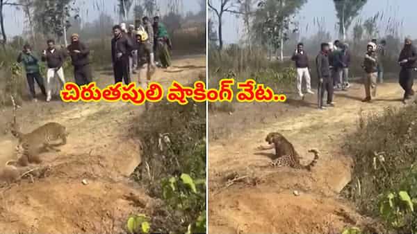 చిరుతపులి షాకింగ్ వేట.. స్పృహ కోల్పోయినట్లు నటించి, ప్రజలపై దాడి! పరుగులు తీసిన ఫారెస్ట్ బృందం, స్థానికులు..