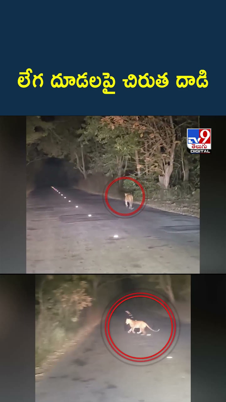 అమ్మబాబోయ్.. చిరుత వచ్చింది..