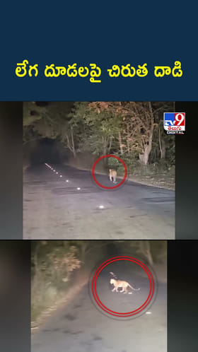 అమ్మబాబోయ్.. చిరుత వచ్చింది..