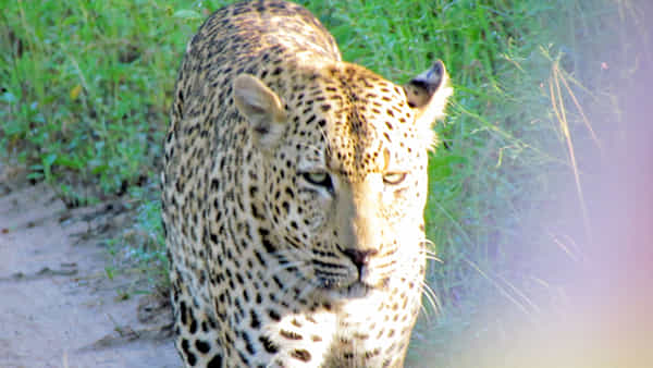 Leopard: చిరుత ఎదురుపడినప్పుడు ఏం చేయాలి..?