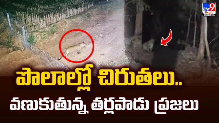 పొలాల్లో చిరుతలు.. వణుకుతున్న తర్లపాడు ప్రజలు పొలాల్లో చిరుతలు.. వణుకుతున్న తర్లపాడు ప్రజలు