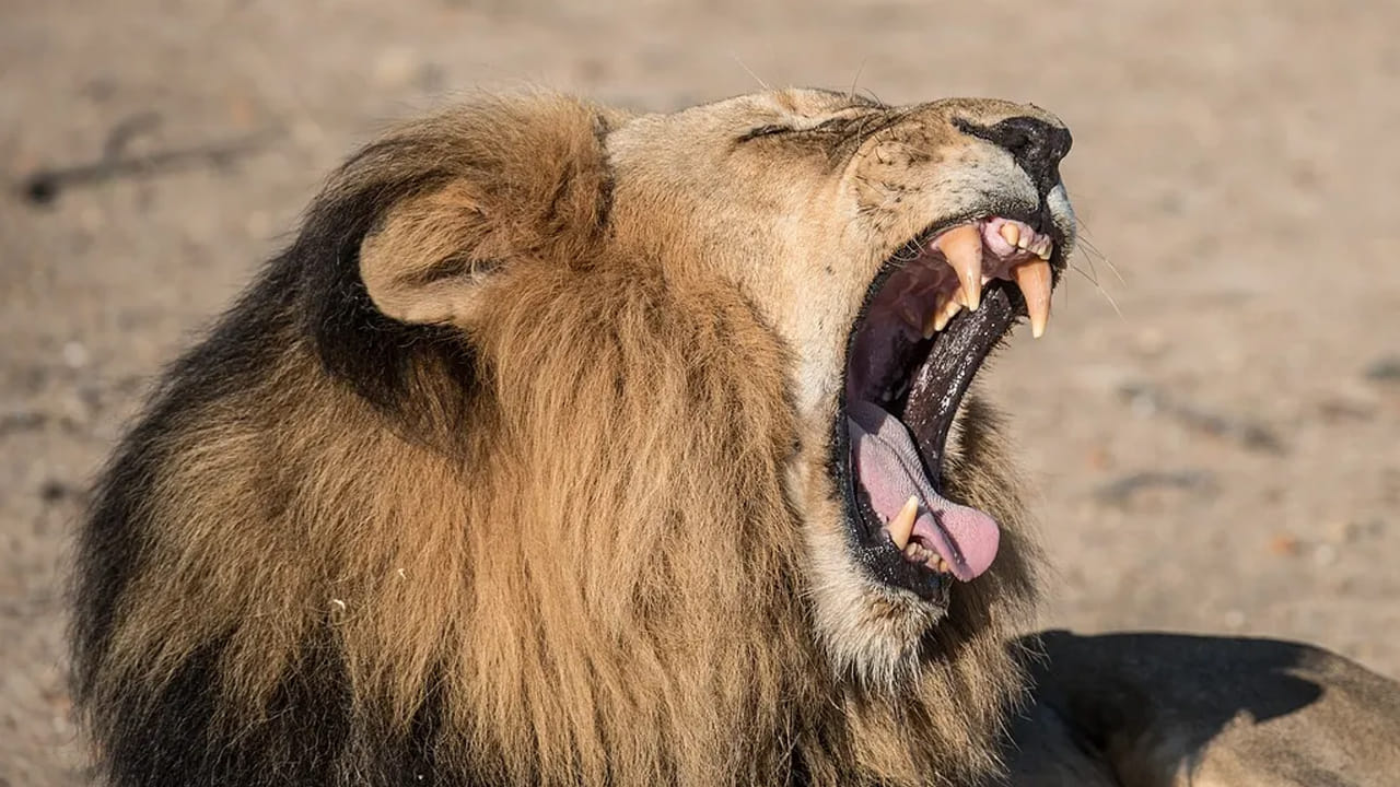 ఐదు మైళ్ల దూరం వరకు వినపడే ఈ ప్రతిధ్వని, సింహాలు తమ రాజ్యంపై పూర్తి ఆధిపత్యాన్ని ఎలా నిలుపుకుంటాయో స్పష్టం చేస్తుంది. సింహగర్జన అంటే కేవలం అరుపు మాత్రమే కాదు.. అటవీ ప్రపంచంలో తనకున్న స్థానాన్ని, శక్తిని ప్రకటించే ఓ బ్రాండ్ అని చెప్పొచ్చు.