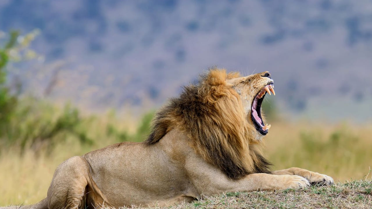 అంతేకాదు ఇతర సింహాలతో కమ్యూనికేట్ చేయడానికి, తమను లేదా తమ సమూహాన్ని బెదిరించడానికి ప్రయత్నించే ఇతర జంతువులను హెచ్చరించడానికి ఈ గర్జనను ఉపయోగిస్తాయి. 