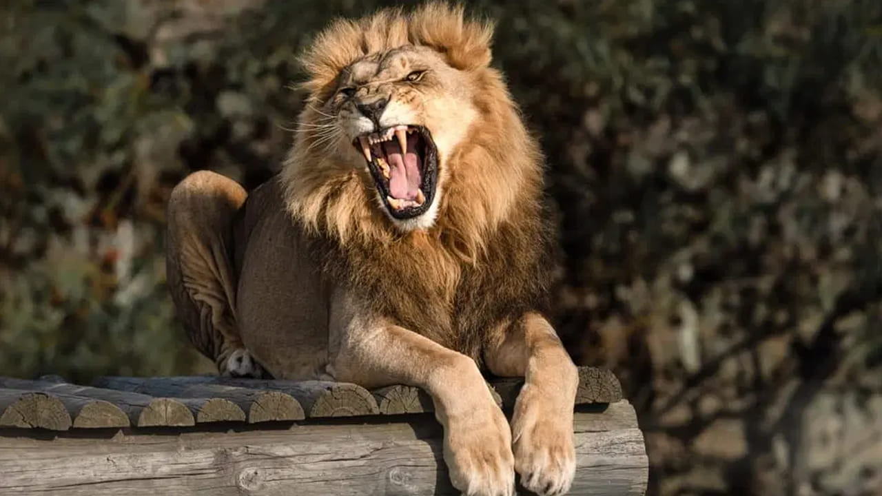 సింహ గర్జన ఎంత భయంకరంగా ఉంటుందో.. అంతే భారీగా కూడా వినిపిస్తుంది. మరి ఎంత దూరం వినిపిస్తుంది ఈ గర్జన అని మీరెప్పుడైనా ఆలోచించారా.! 